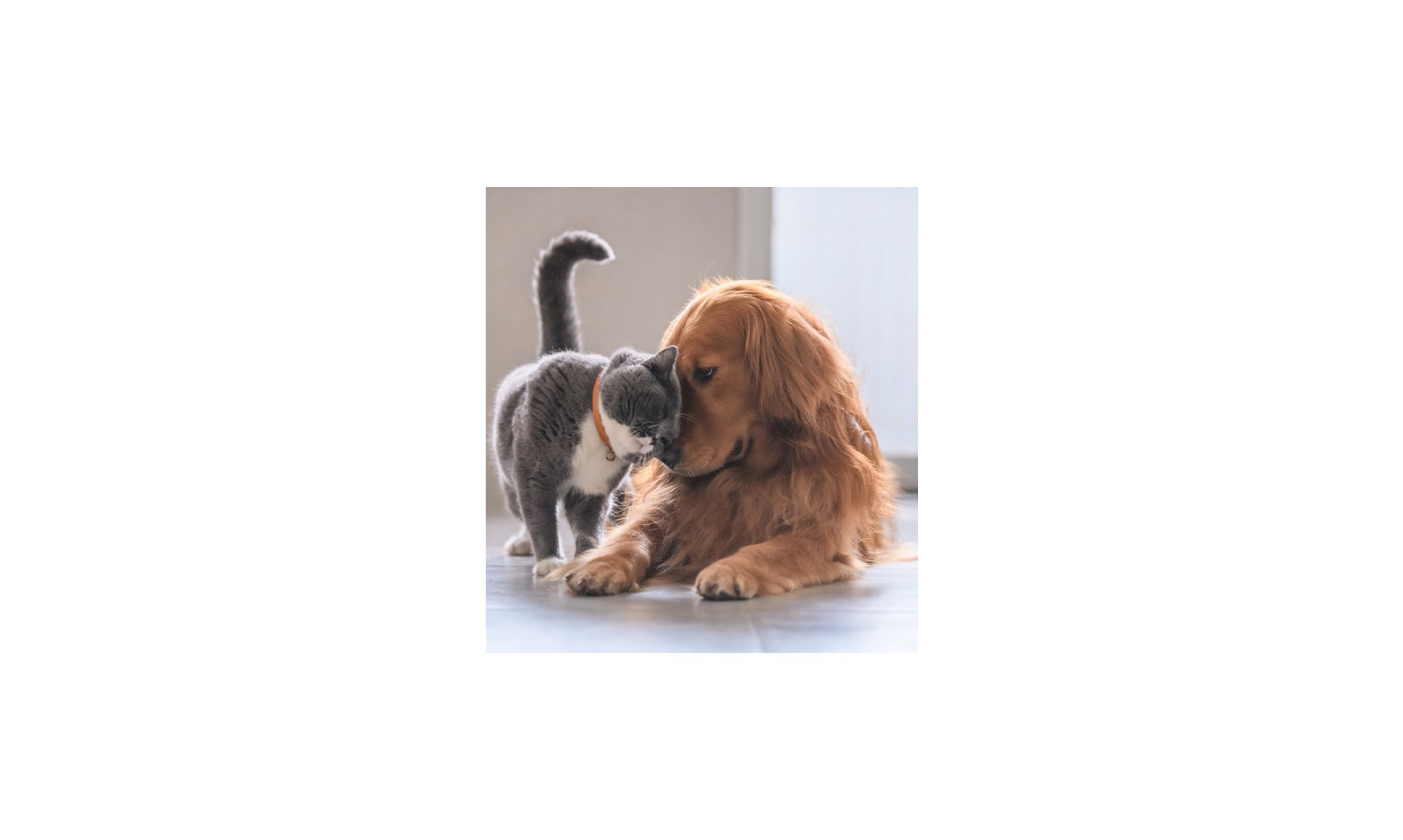 Claim Your FREE Fur Buddies Pet Samples!