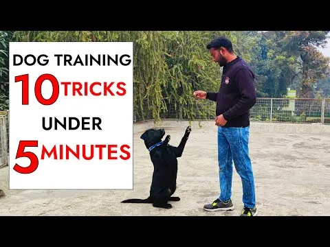 10-dog-training-tricks-in-just-under-5-minutes-12889