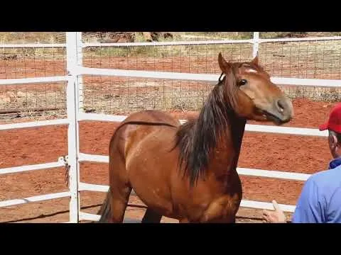 4bp-horses-training-program-online-8751