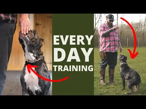 5-dog-training-exercises-you-should-do-every-day-at-home-12896
