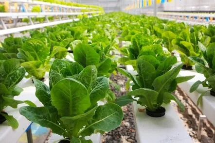 agriculture-smart-food-urban-farming-674