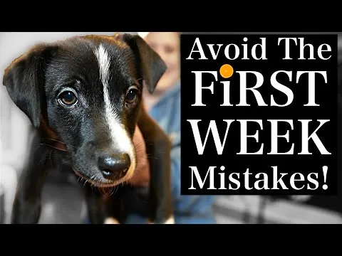 avoid-these-puppy-training-first-week-mistakes-12893