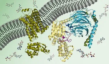 Biochemistry: Biomolecules Methods and Mechanisms