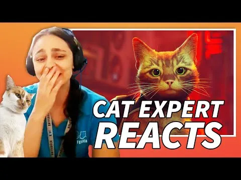 cat-behavior-expert-reacts-to-stray-3146