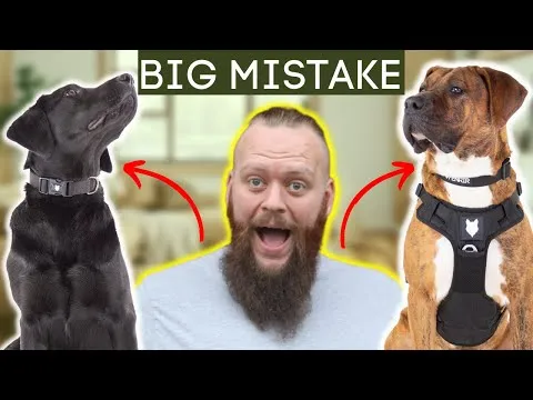dog-training-mistakes-in-teenage-phase-12894