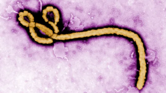 ebola-virus-disease-an-evolving-epidemic-12536