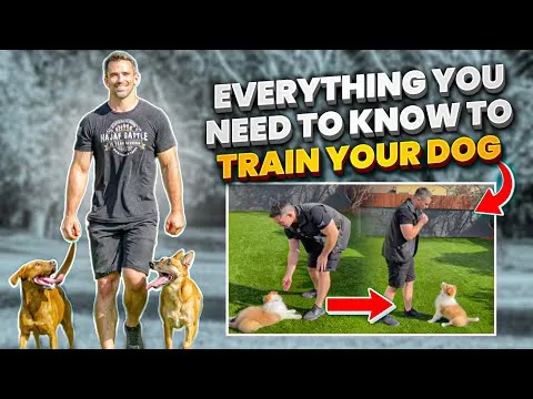 everything-you-need-to-know-to-train-your-dog-12891