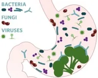 gut-check-exploring-your-microbiome-2189