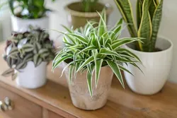 healthy-house-plants-a-complete-guide-to-gardening-indoors-7674