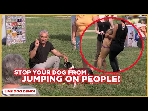 how-to-stop-your-dog-from-jumping-on-people-w-cesar-millan-5642