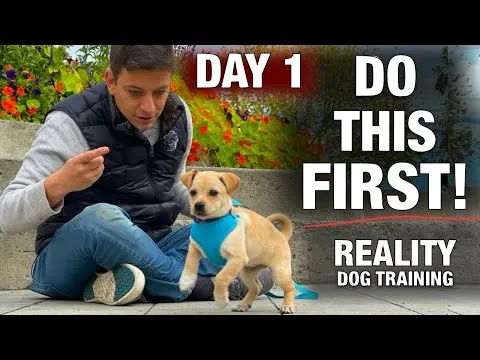 how-to-train-the-first-5-things-to-any-puppy-reality-dog-training-12890