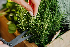 how-to-use-garden-herbs-7673