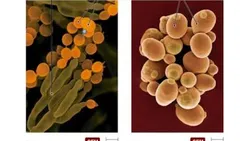 Microbiology with Diseases by Taxonomy Textbook by: Robert Bauman