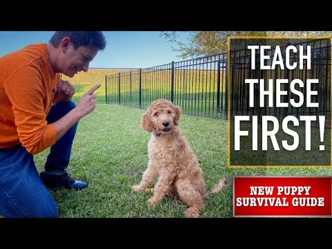 new-puppy-survival-guide-the-first-things-to-teach-your-new-puppy-ep-3-5641