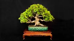 online-bonsai-course-7677