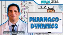 pharmacodynamics-12935