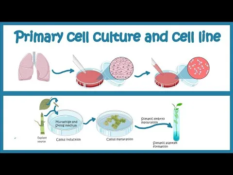 primary-cell-culture-and-cell-line-cell-culture-basics-3174