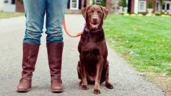 Simple Solutions for Common Dog Behavior & Training Problems