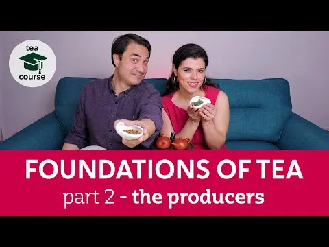 the-6-types-of-tea-how-are-they-made-foundations-of-tea-course-pt2-the-producers-16761