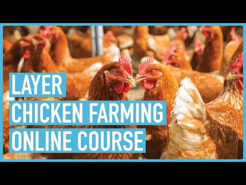 the-ultimate-guide-to-successful-layers-chicken-farming-course-introduction-and-outline-6772