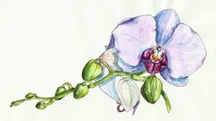 watercolor-realistic-orchid-painting-step-by-step-workshop-17905