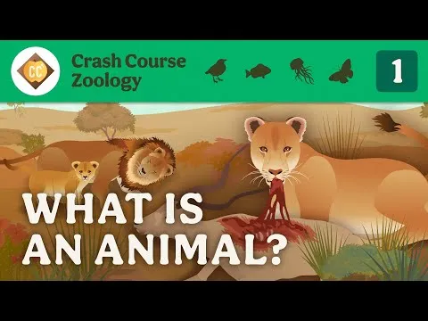 What is an Animal? Crash Course Zoology #1