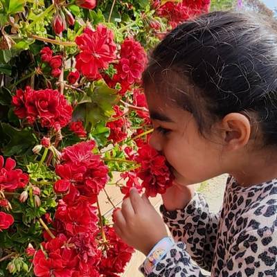 golestan-education-105397