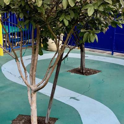 le-lycee-francais-dempus-55-bab4c1-109334