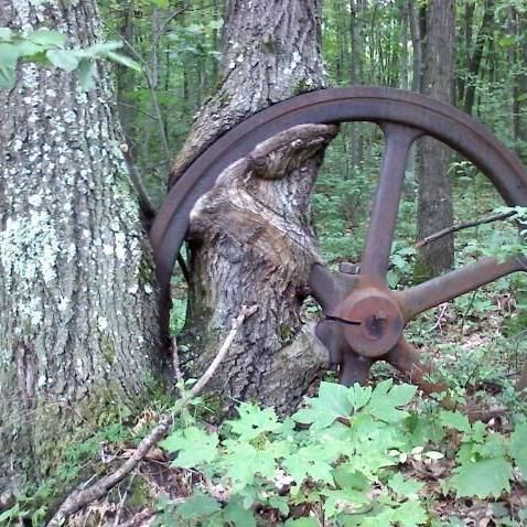 Absolute Arboriculture LLC