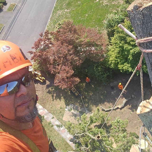 abx Padilla tree. service
