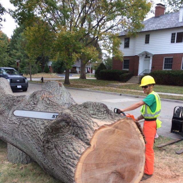Accurate tree and landscaping services