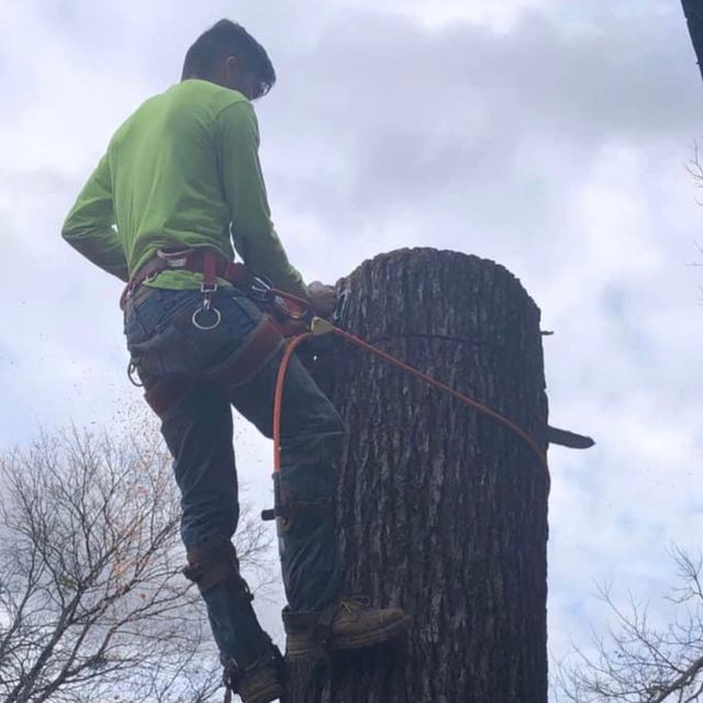 Aleman Tree Services