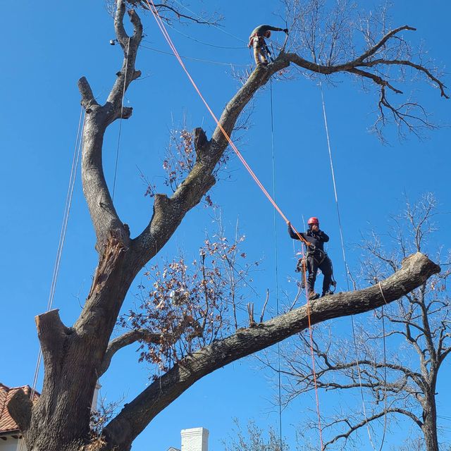 Alfredo's tree services
