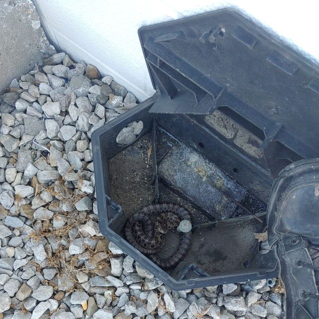 All Rodents Begone