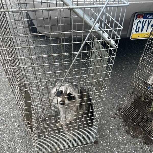 All State Wildlife
