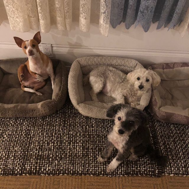 Along Came a Dog Training