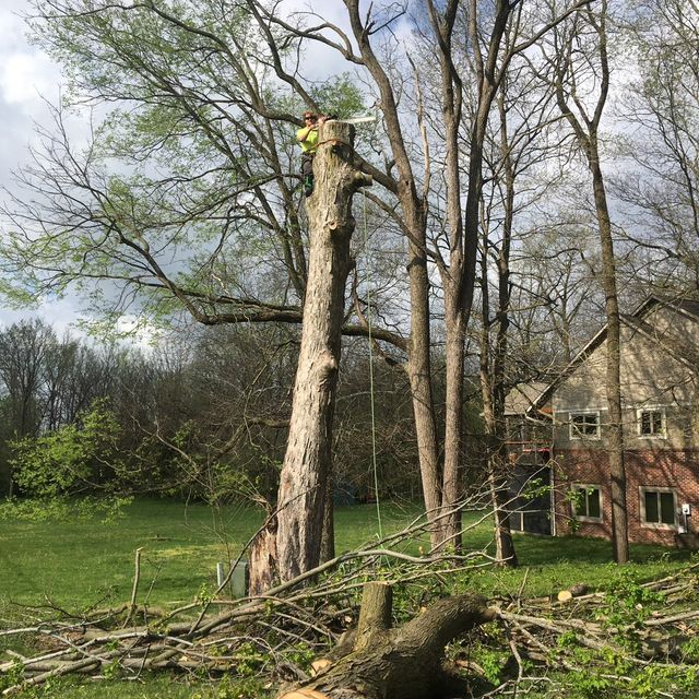 Barrett’s Trees