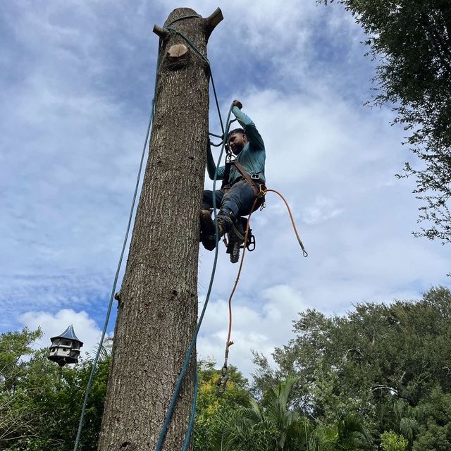 Benito lumberjack tree service