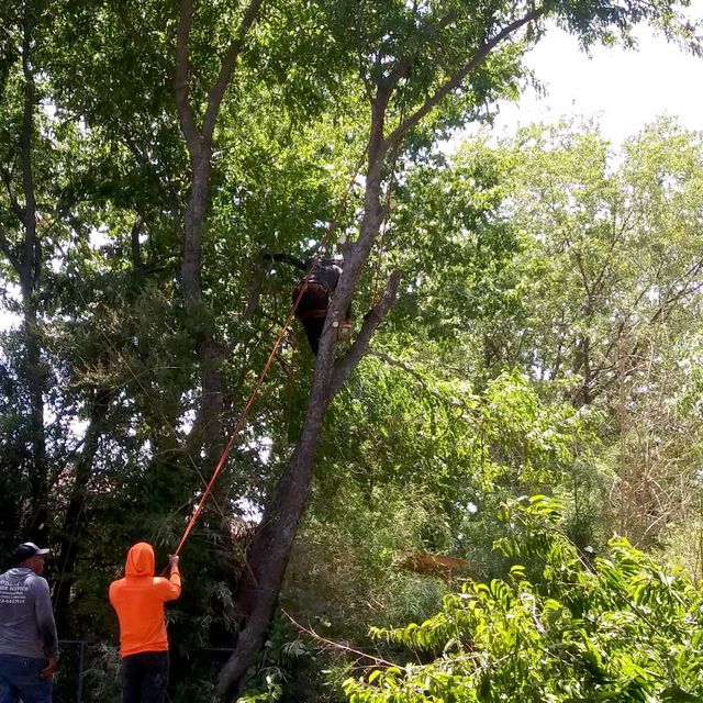 Best Tree Service DFW