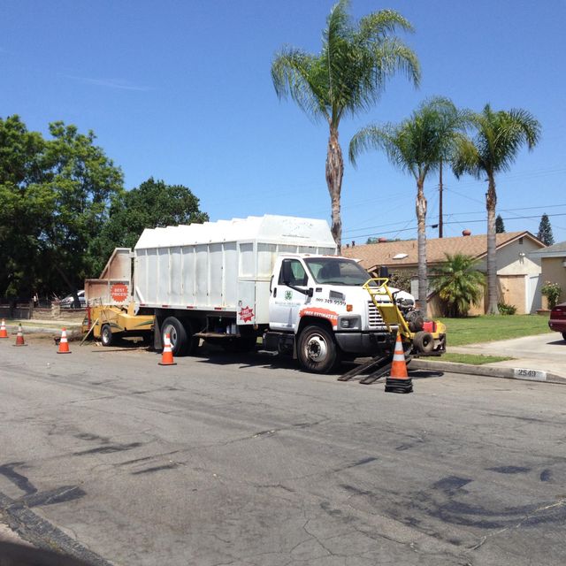 Big Leaf Tree Care