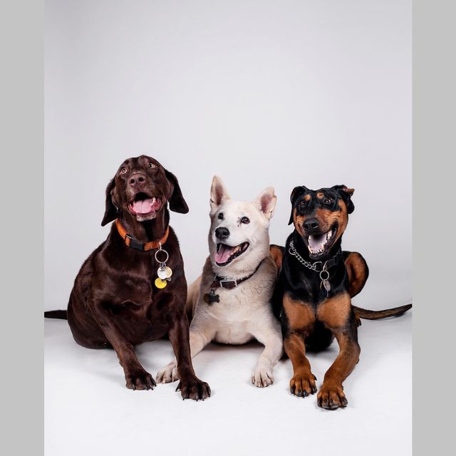 The Bounding Pup LLC