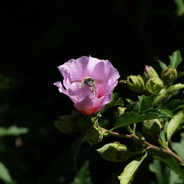 Busy Bee Photography
