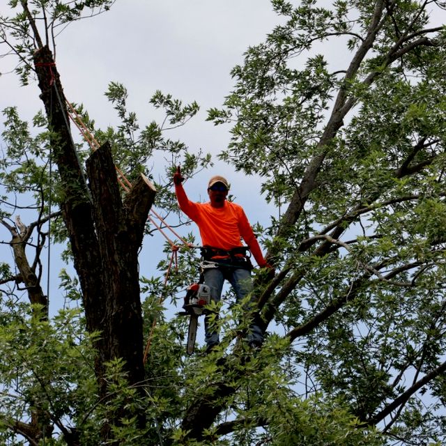 Carlos Tree Specialists LLC