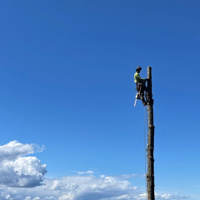 Cascade Tree Care