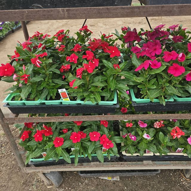 Castillo Landscaping