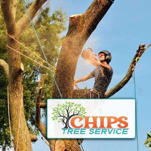 Chips Tree and Landscape