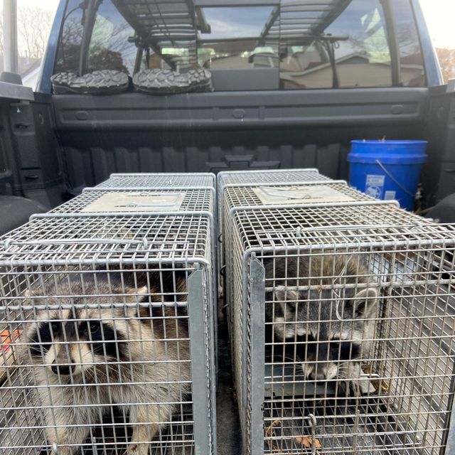CMM Wildlife Removal LLC