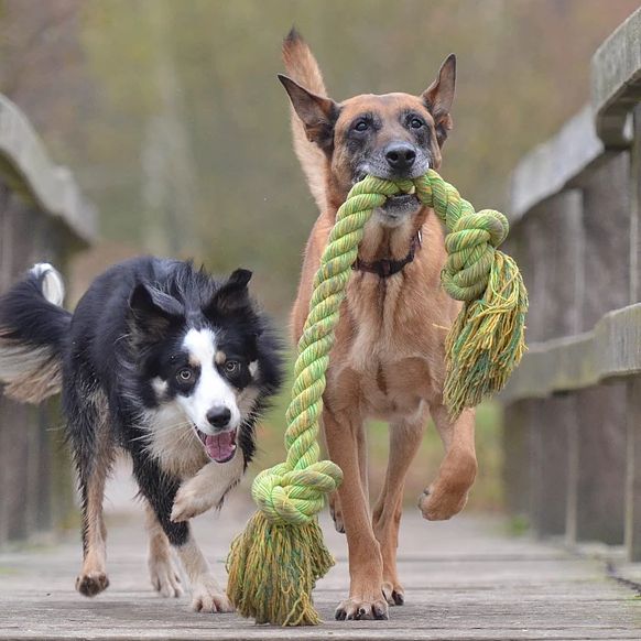 Curiosity Satisfied Dog Camp - I come to you!