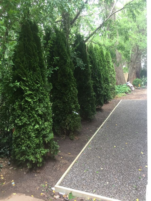 David landscape service