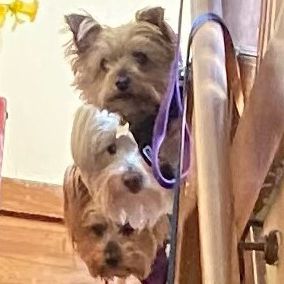 Davids Dogs